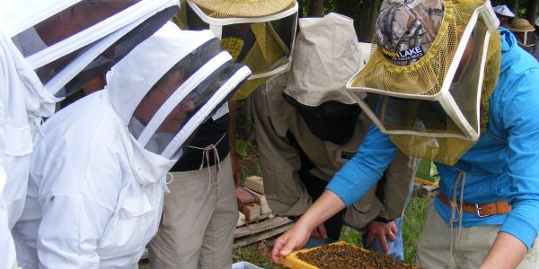 Start Beekeeping in 10 Steps, Markdale Real Estate, Grey Highlands Real Estate