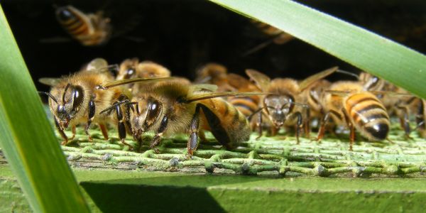 Start Beekeeping in 10 Steps, Markdale Real Estate, Grey Highlands Real Estate