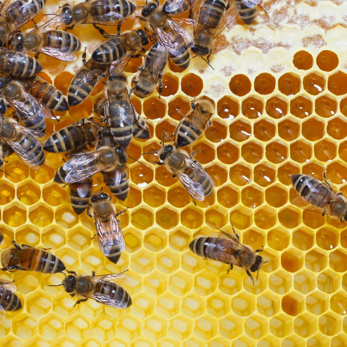 Start Beekeeping in 10 Steps, Markdale Real Estate, Grey Highlands Real Estate