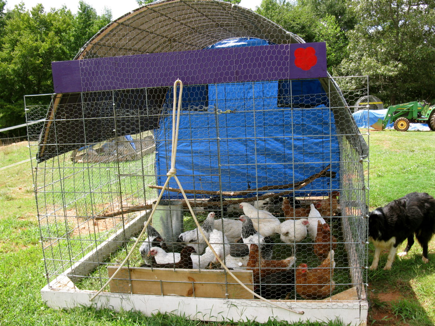How to Make Your Own Chicken Tractor, Grey and Bruce County farming, Markdale Real Estate, Grey Highlands Real Estate