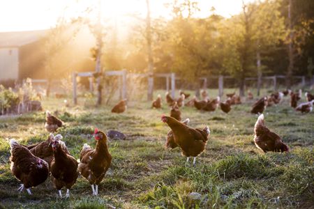 Raising Chickens, Grey and Bruce County farming, Markdale Real Estate, Grey Highlands Real Estate