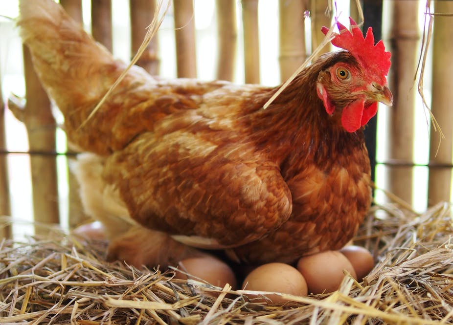 Raising Chickens, Grey and Bruce County farming, Markdale Real Estate, Grey Highlands Real Estate