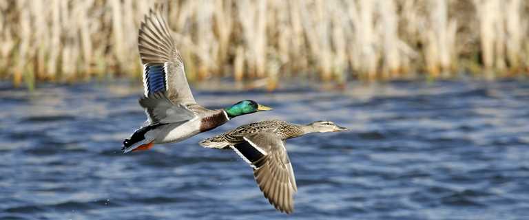 Tax Benefits for Landowners through Ducks Unlimited, Markdale Real Estate, Grey Highlands Real Estate