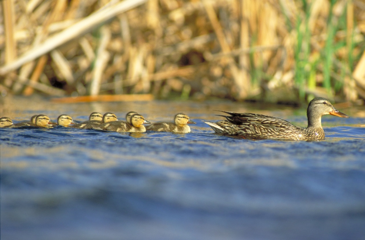 Tax Benefits for Landowners through Ducks Unlimited, Markdale Real Estate, Grey Highlands Real Estate