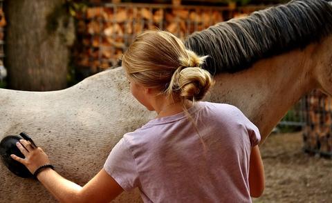 10 Tips for Horse Care, Markdale Real Estate, Grey Highlands Real Estate