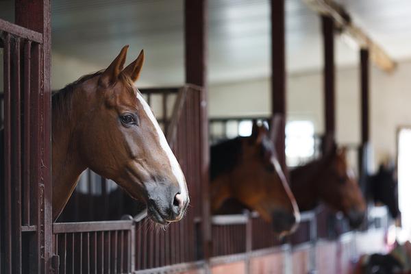 10 Tips for Horse Care, Markdale Real Estate, Grey Highlands Real Estate