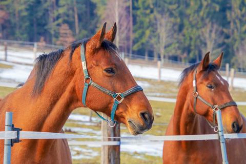 10 Tips for Horse Care, Markdale Real Estate, Grey Highlands Real Estate