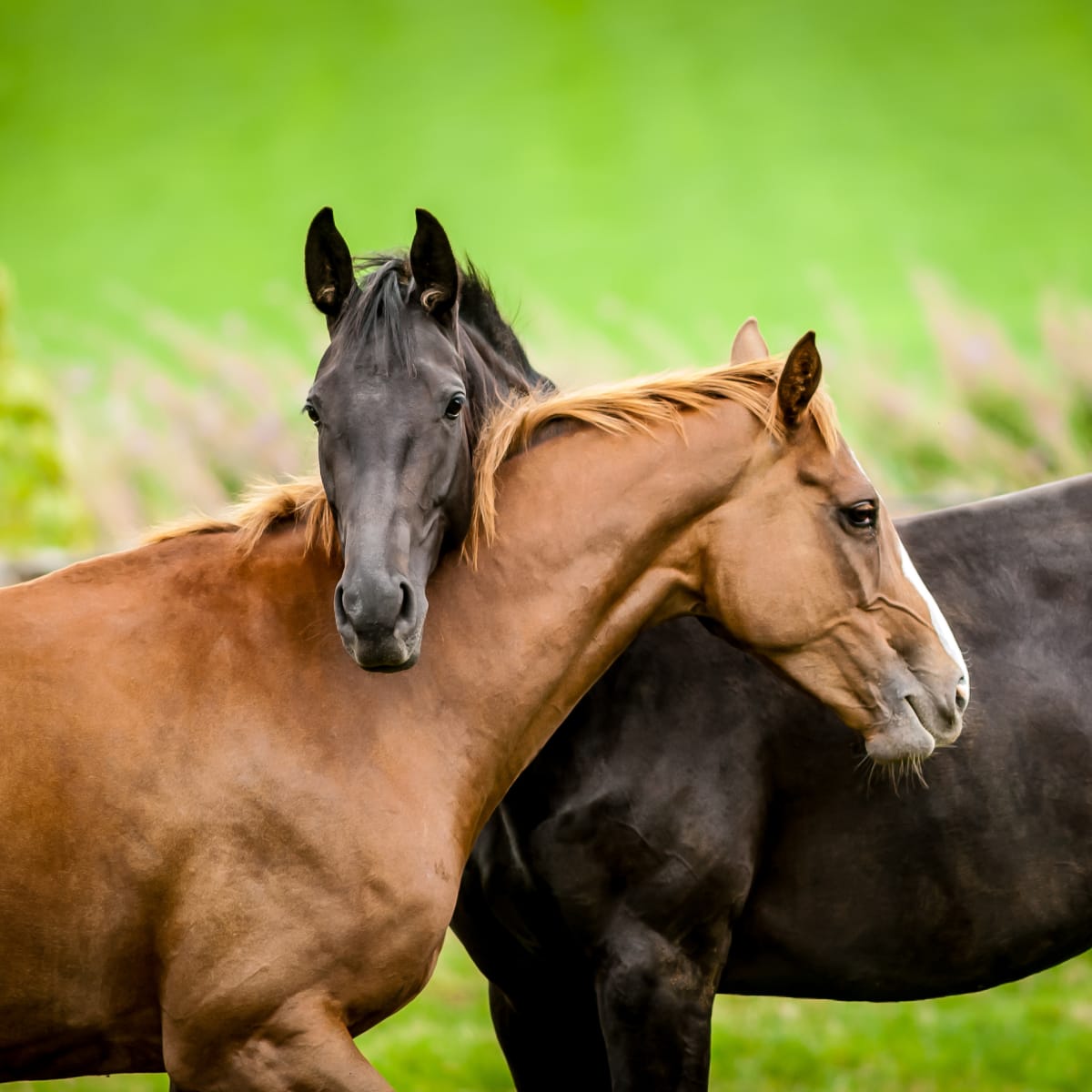 10 Tips for Horse Care, Markdale Real Estate, Grey Highlands Real Estate