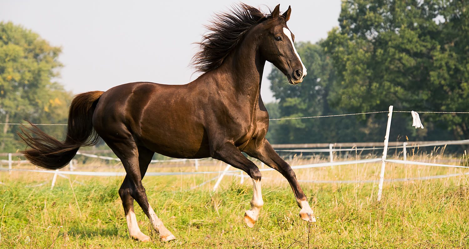 10 Tips for Horse Care, Markdale Real Estate, Grey Highlands Real Estate