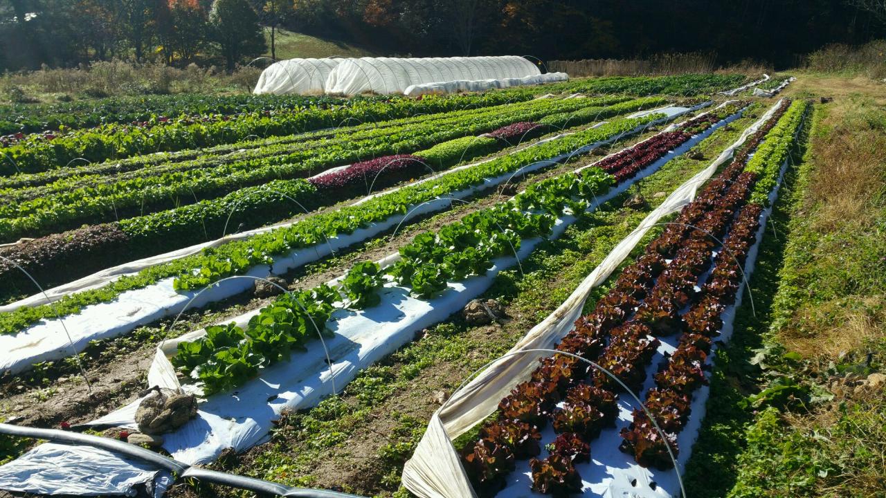 Grey and Bruce County Market Gardening, Markdale Real Estate, Grey Highlands Real Estate